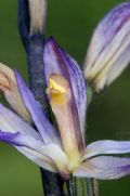 Limodorum trabutianum